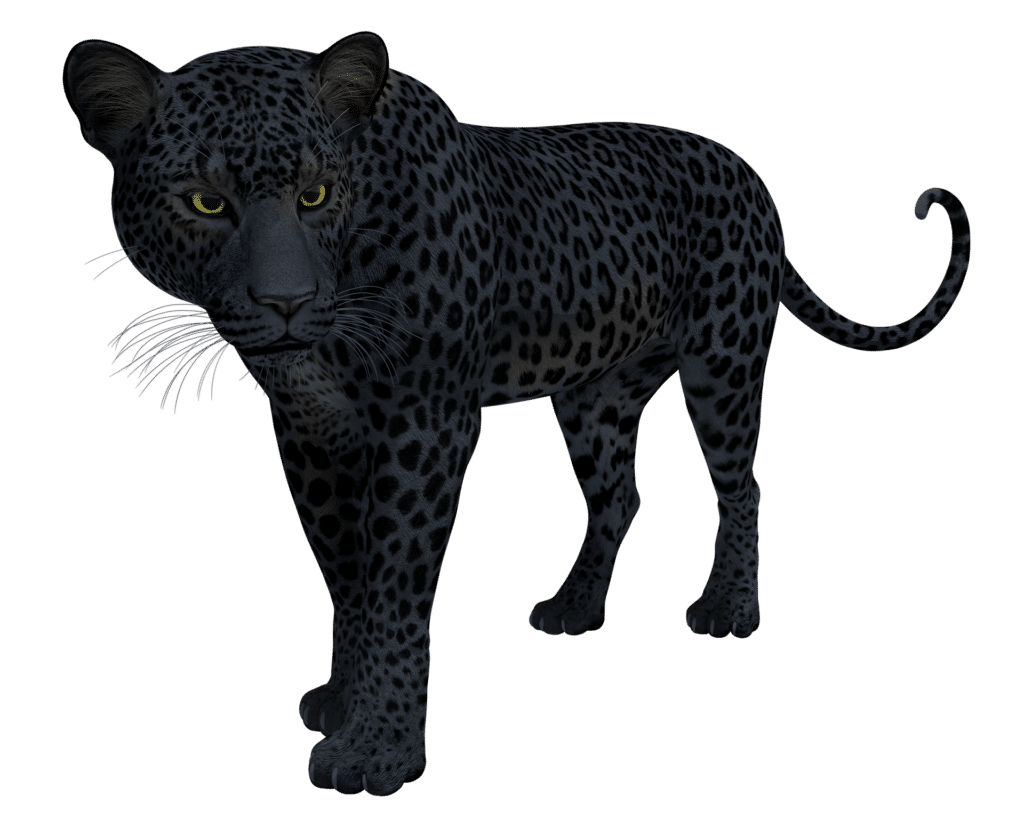 khodam macan kumbang